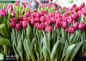 Tulipa Alison Bradley ® (1)